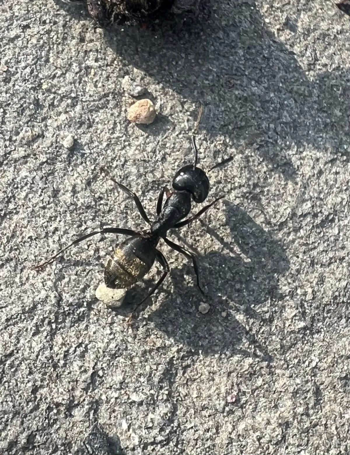 Eastern black carpenter ant, the large ant that moves from wooded parkland into wet wood on Silver Spring homes