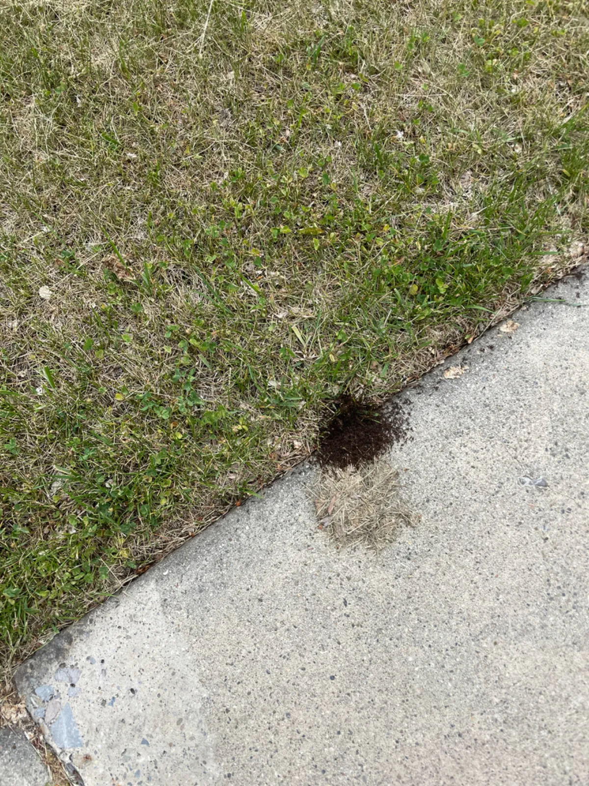 Pavement ant sand mound where a lawn meets concrete, a sign of ants nesting under slabs at Silver Spring homes