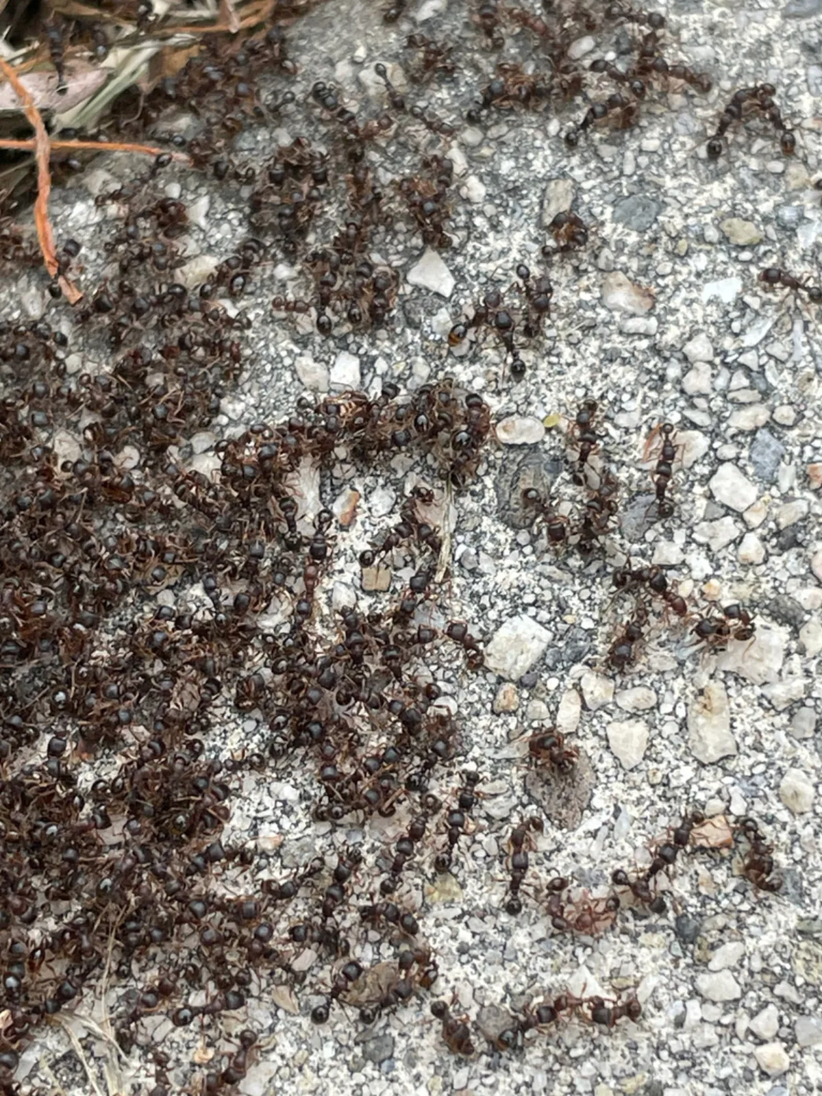 Pavement ants swarming over a concrete walk in spring, a common sight on Silver Spring driveways and patios