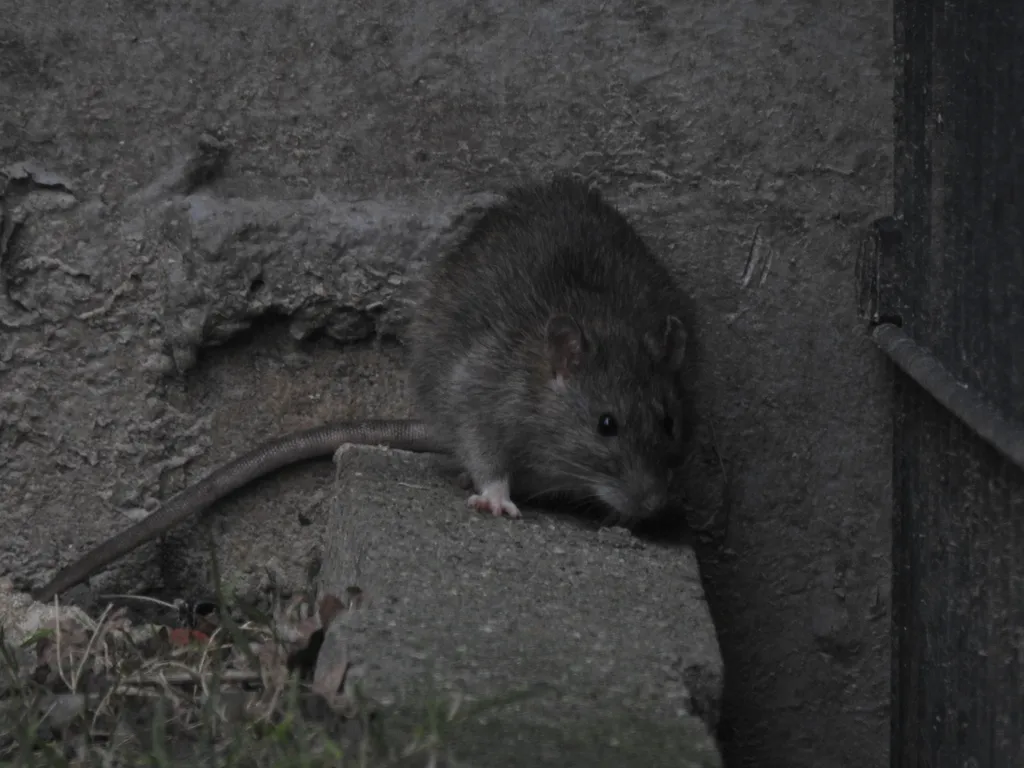 Norway rat against a concrete block foundation at dusk, the kind of activity found behind Silver Spring homes
