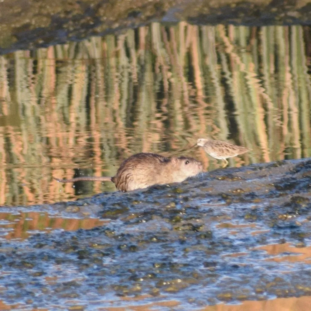 Norway rat running along a muddy stream bank, similar to the creek corridors that cut through Silver Spring