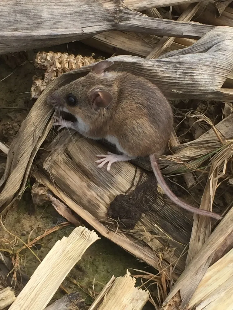 White-footed mouse in split firewood and brush, common near Silver Spring parkland