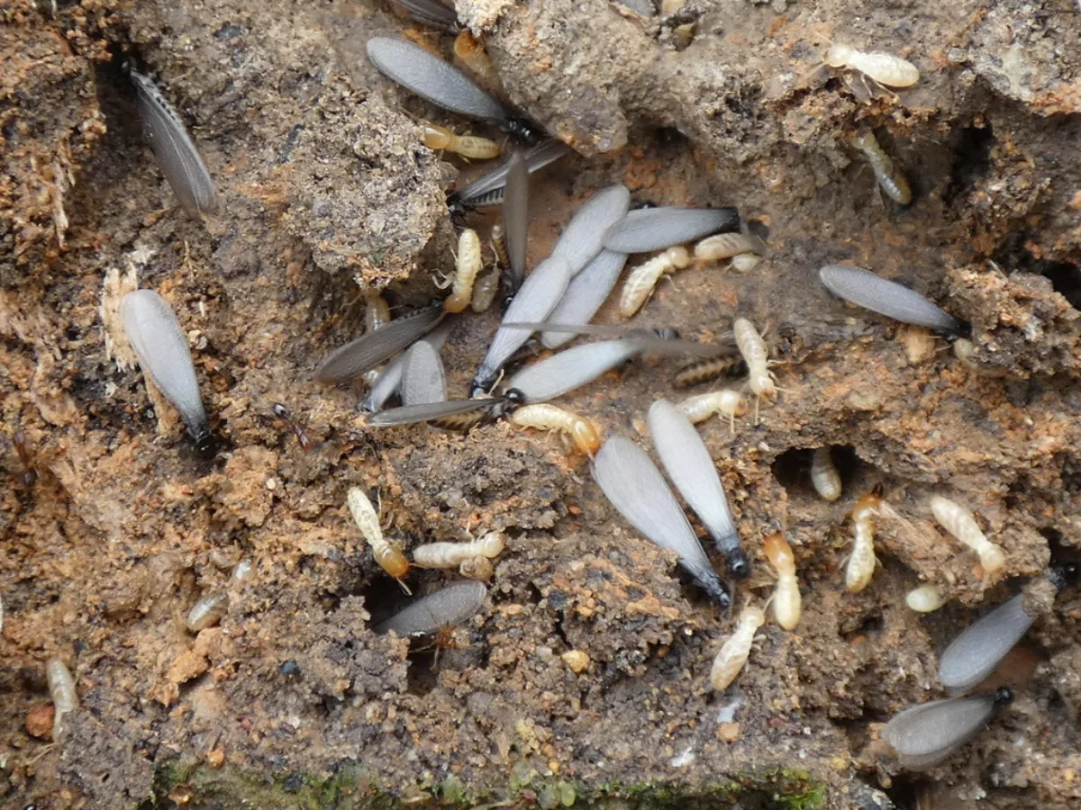 Winged termite swarmers and workers in moist soil, a spring sight near Silver Spring homes along the stream valley parks
