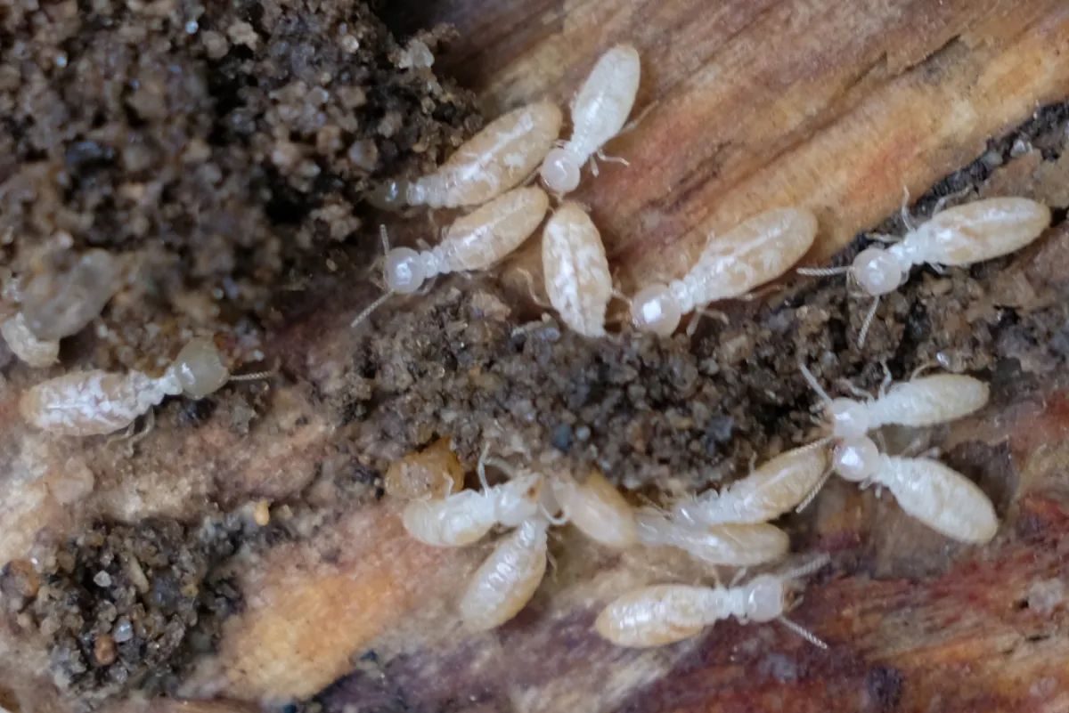 Eastern subterranean termite workers tunneling through damp wood, like the sill plates behind finished lower levels in Silver Spring homes