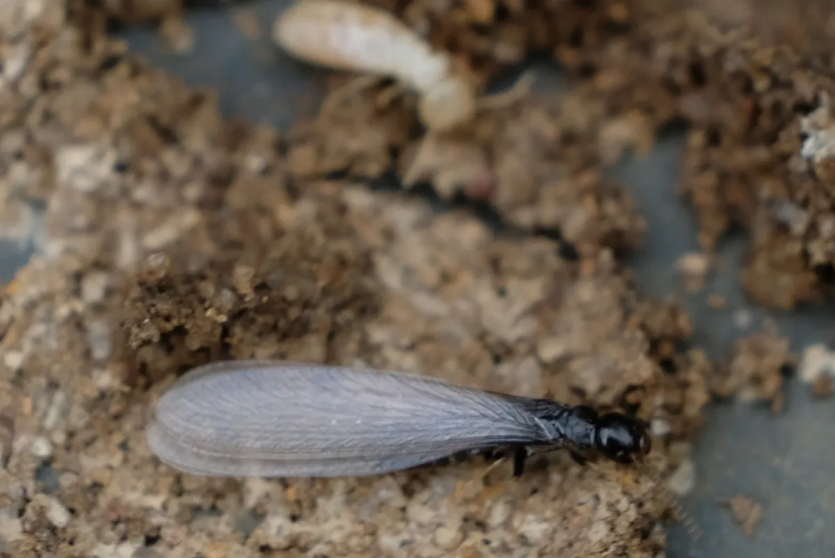 Winged Eastern subterranean termite swarmer on soil, the kind Silver Spring homeowners find indoors each spring