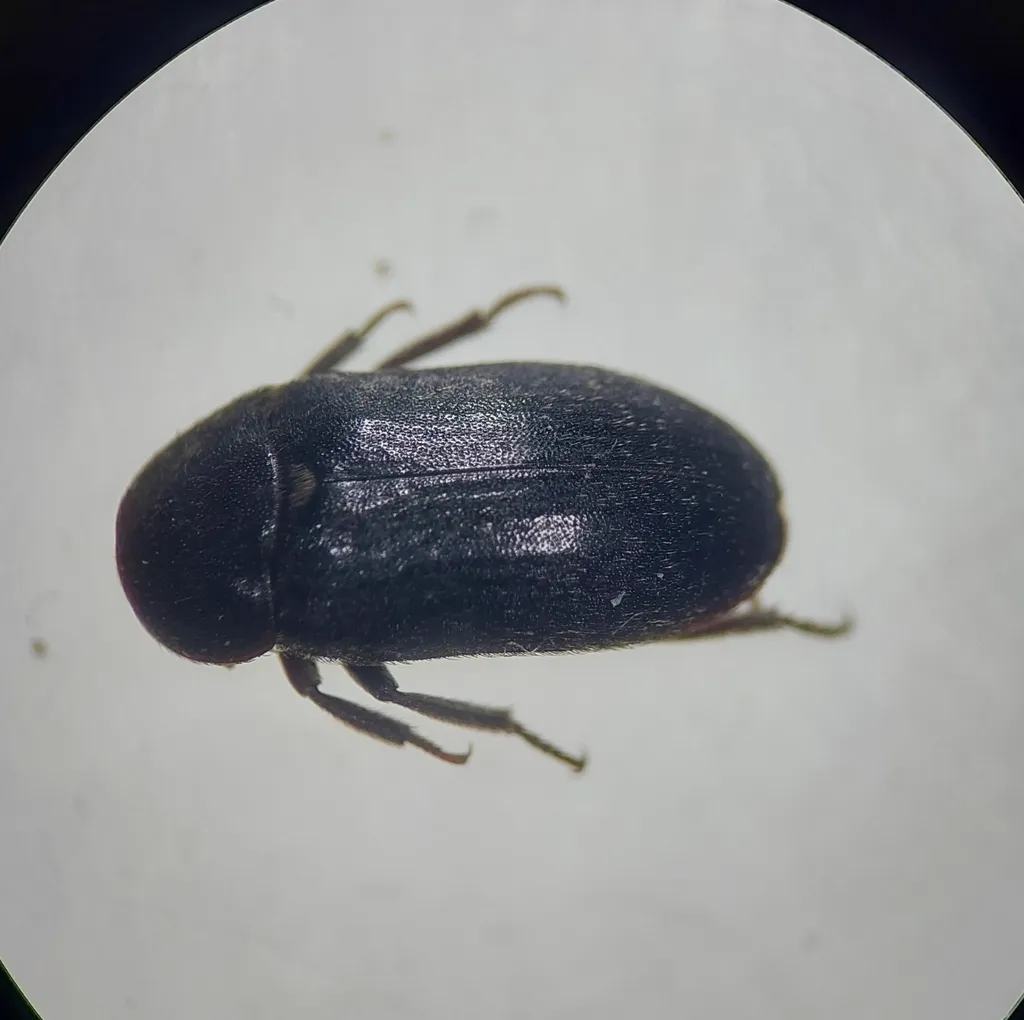 Black skin beetle specimen under magnification showing solid dark coloration and oval body shape