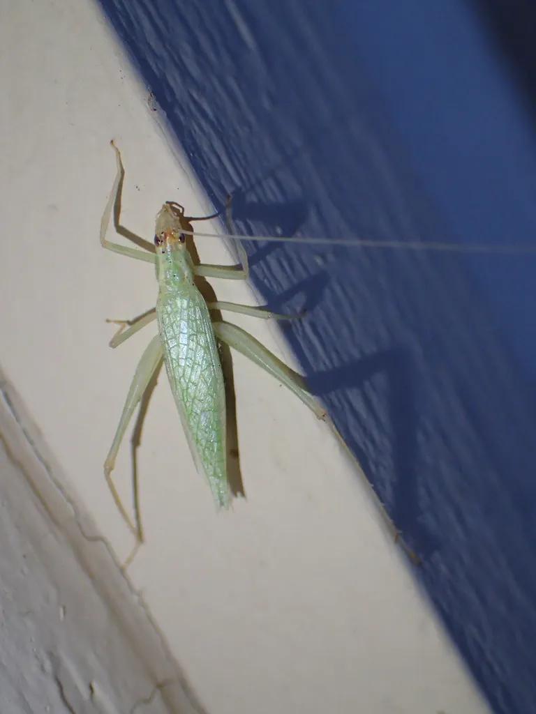 Close-up of snowy tree cricket showing delicate wings and body structure