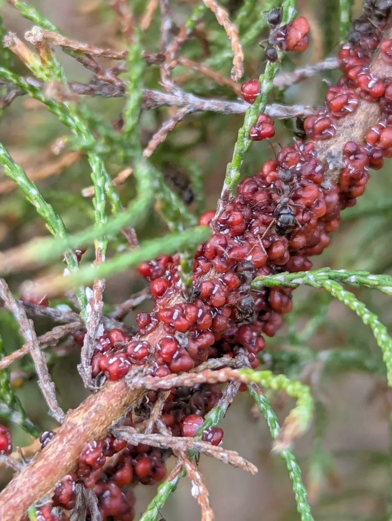 Heavy infestation of reddish-brown soft scale insects clustered on an evergreen branch