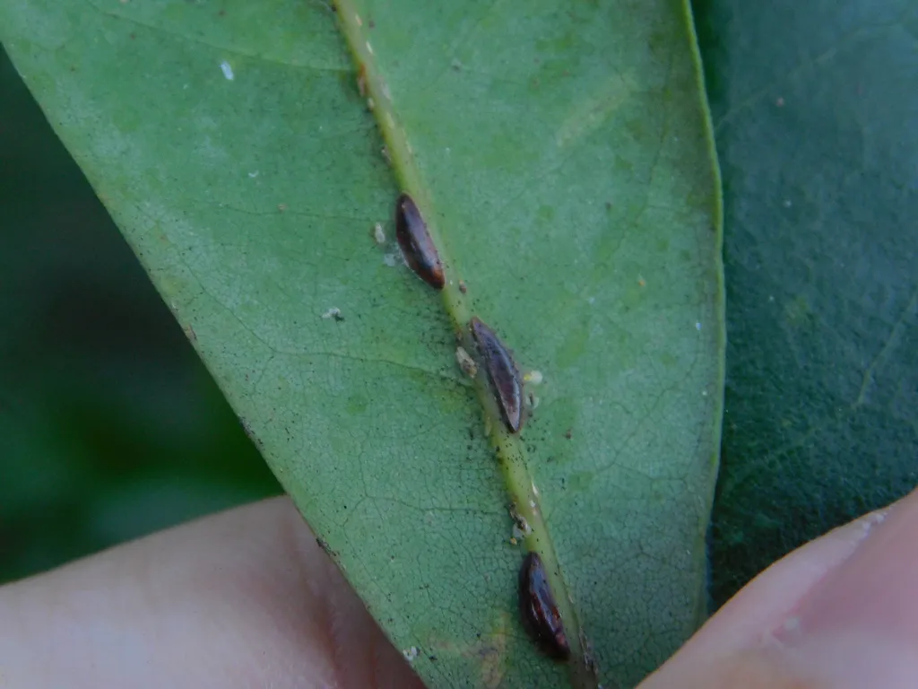 Dark soft scale insects feeding along the midrib of a green leaf