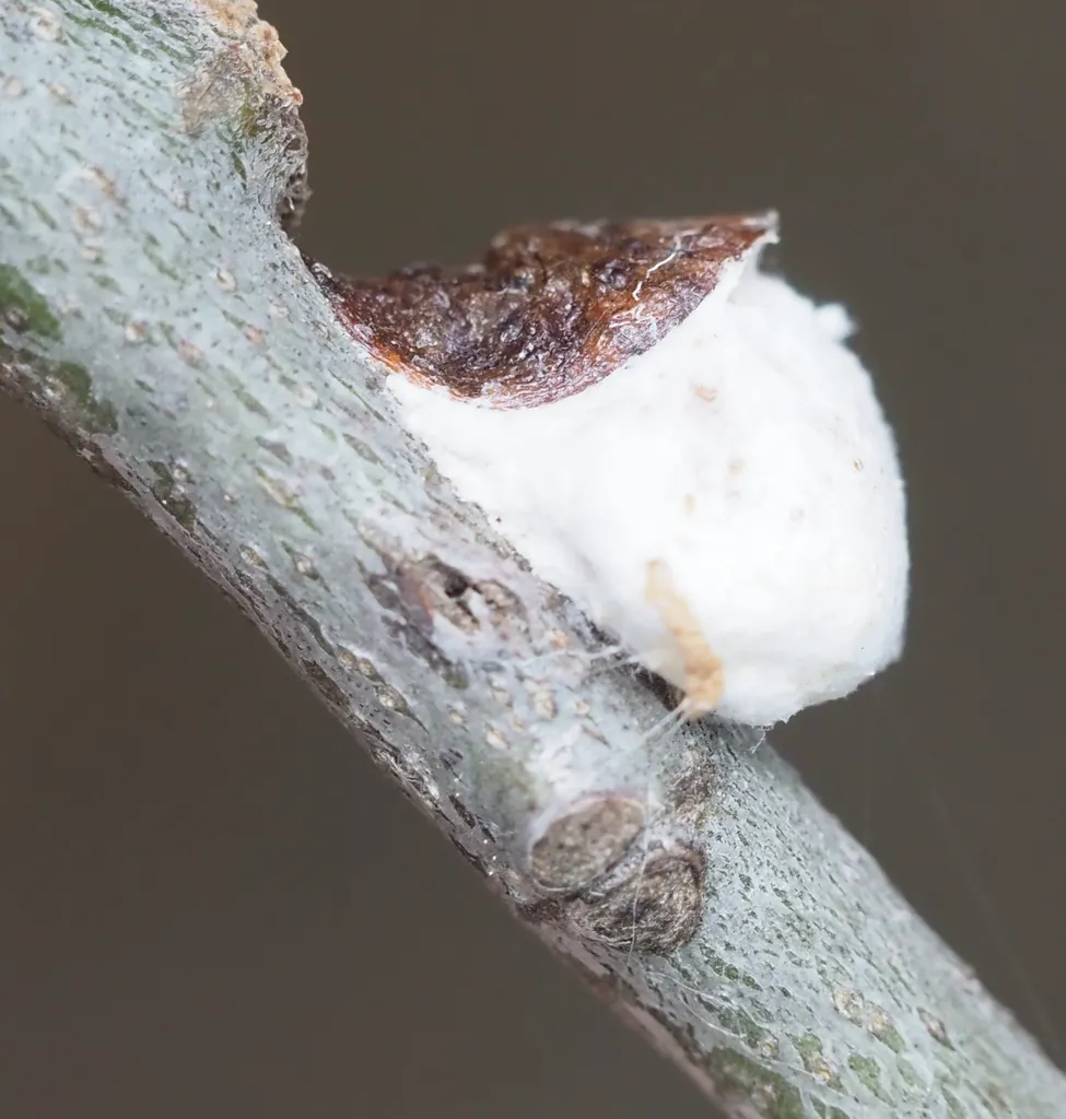 Soft scale insect with white cottony ovisac on a woody branch