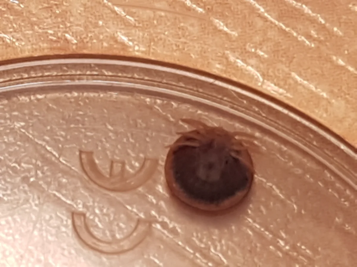 Soft tick specimen displaying characteristic oval body shape