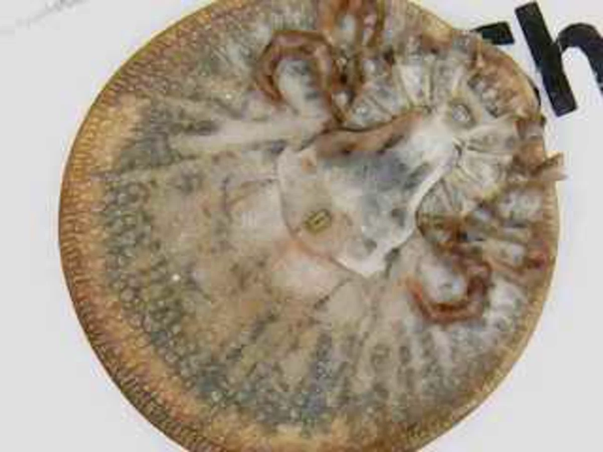 Ventral view of a soft tick showing mouthparts on the underside