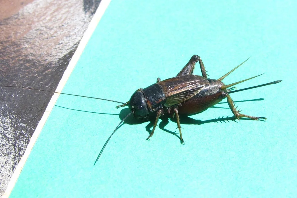 Side view of a southeastern field cricket on a teal surface showing its profile and long antennae