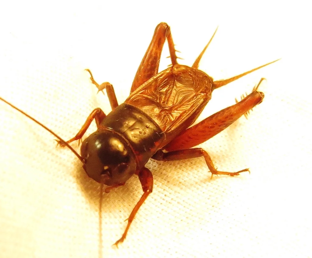 Close-up of a southeastern field cricket showing its glossy brown coloring and wing detail