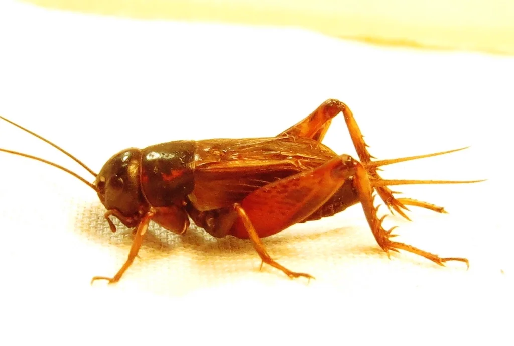 Side profile of a southeastern field cricket displaying its body shape and leg structure