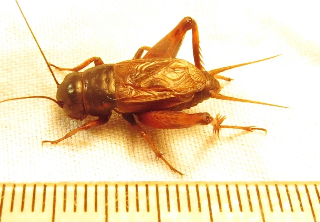 Southeastern field cricket next to measurement scale showing its size of approximately 20-25mm