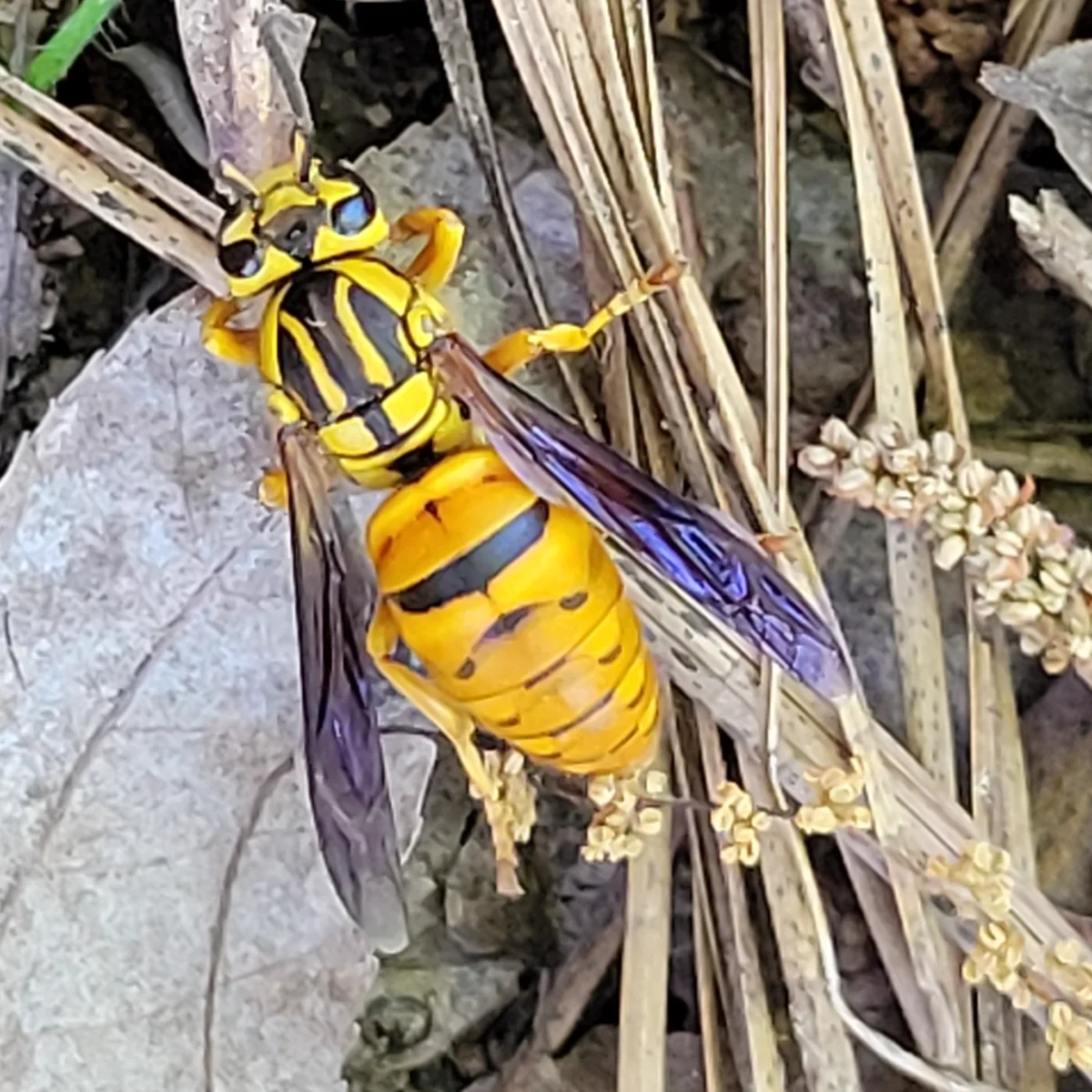 Side view of a southern yellowjacket queen showing orange abdomen and purple-tinted wings on dried vegetation