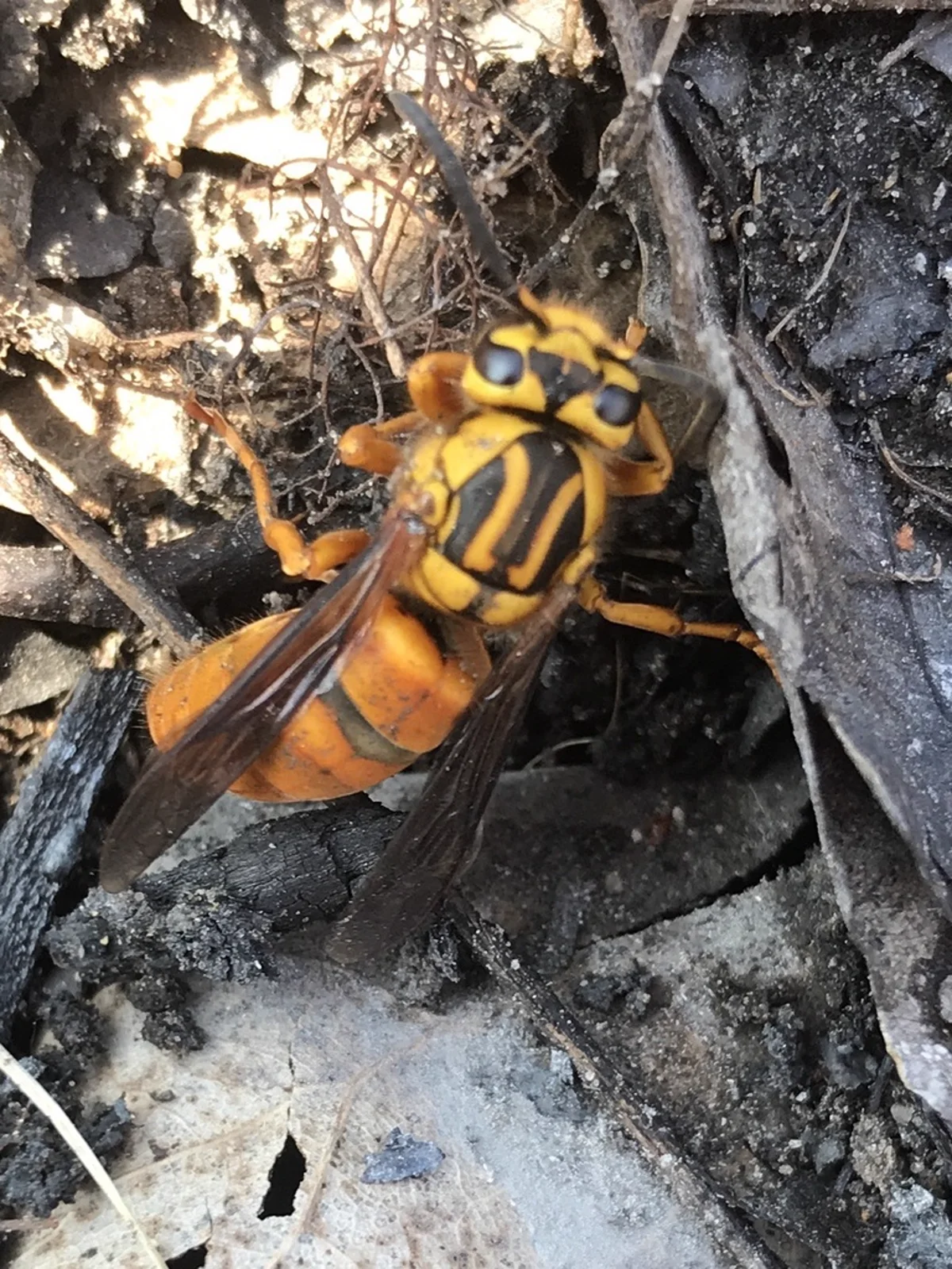Top-down view of a southern yellowjacket on dark soil showing full body markings and wing structure
