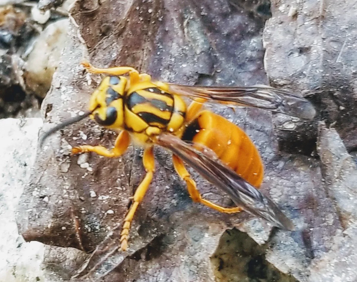 Side profile of a southern yellowjacket on rocks displaying characteristic body shape and coloration