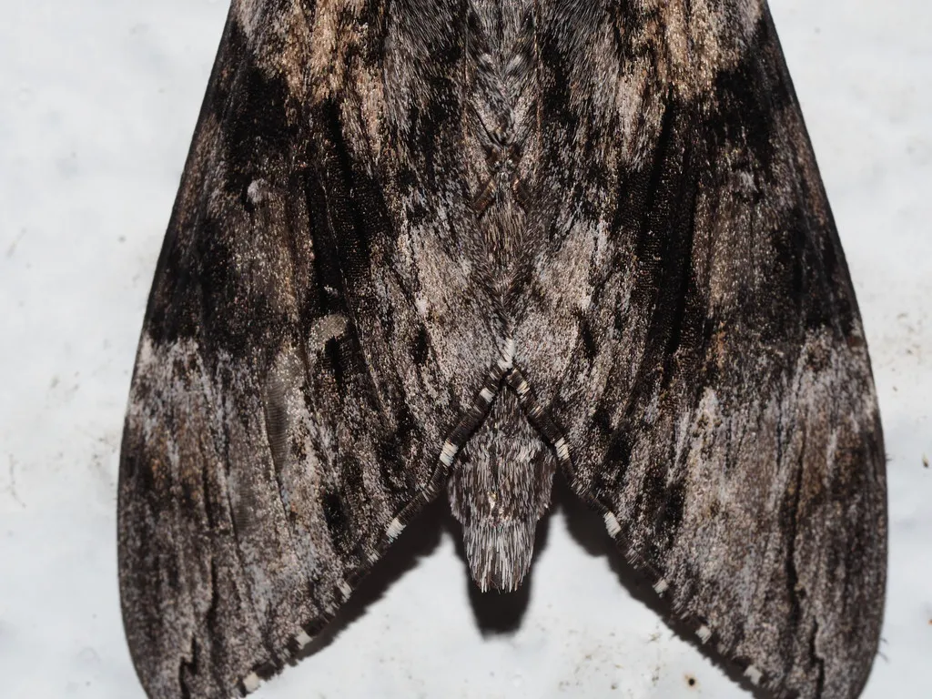 Carolina sphinx moth resting with dark brown and gray mottled wings spread flat against a white background
