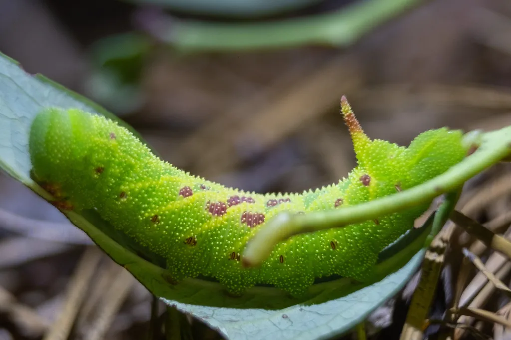 Sphinx moth caterpillar with green body and distinctive spotted markings resting on a leaf