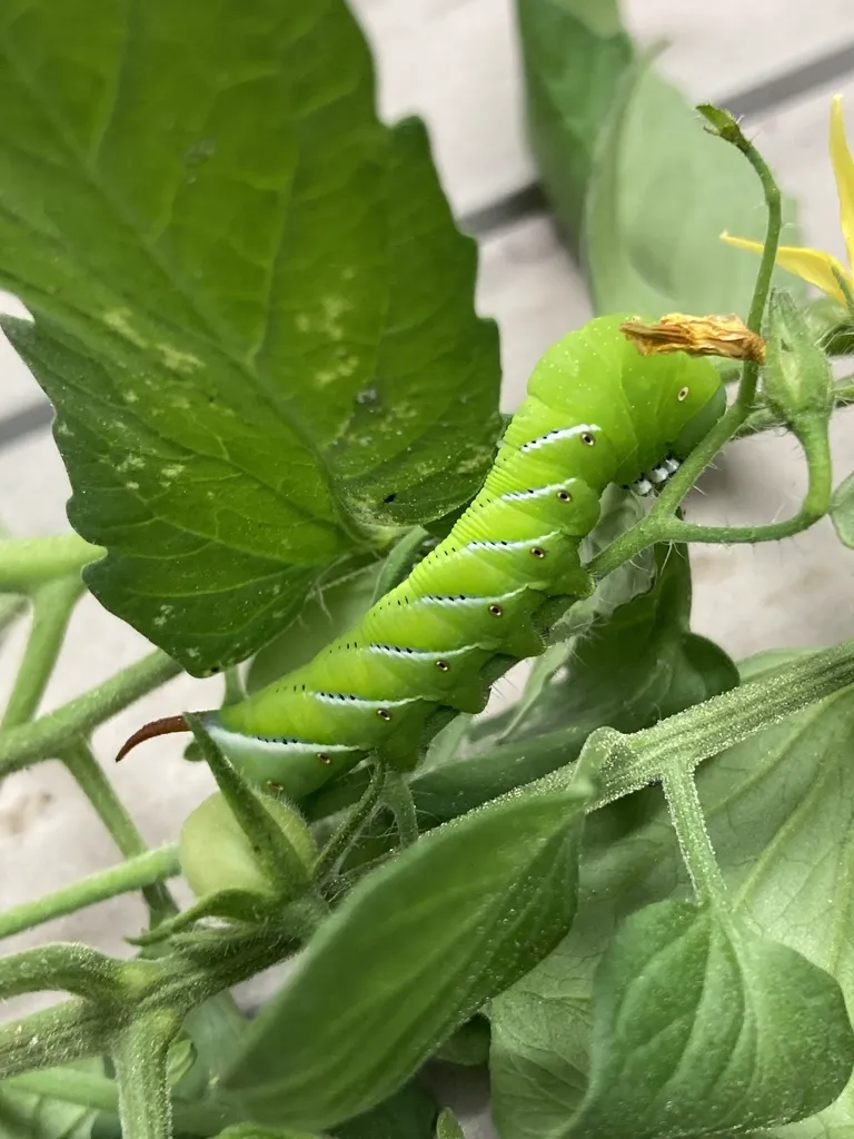 Green hornworm caterpillar with white diagonal stripes feeding on a plant stem
