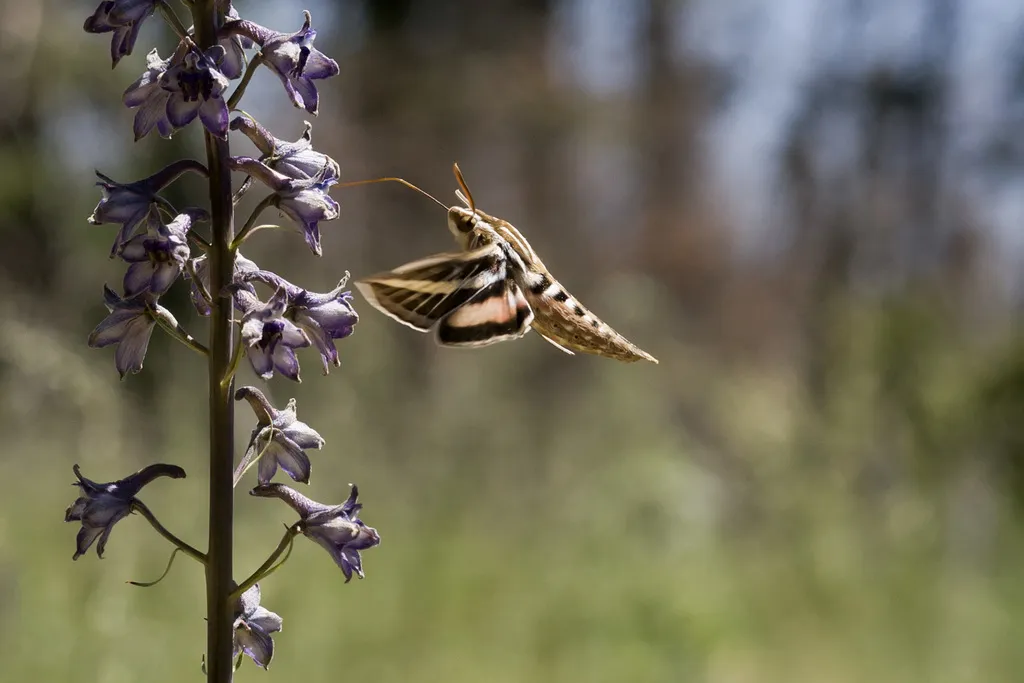 White-lined sphinx moth hovering at purple flowers while feeding with its long proboscis extended
