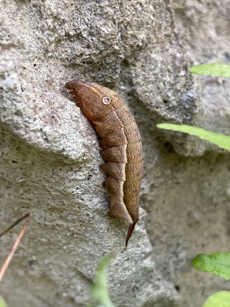 Brown sphinx moth pupa resting on a rock surface showing the characteristic curved shape