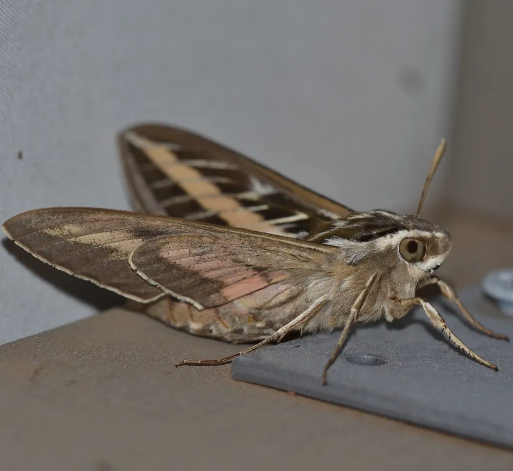 Side view of a white-lined sphinx moth showing its streamlined body and pink-banded hindwings