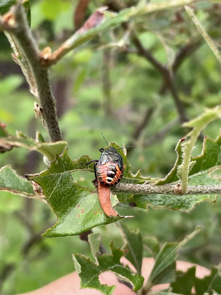 Late-stage spined soldier bug nymph with orange and black coloration on plant stem