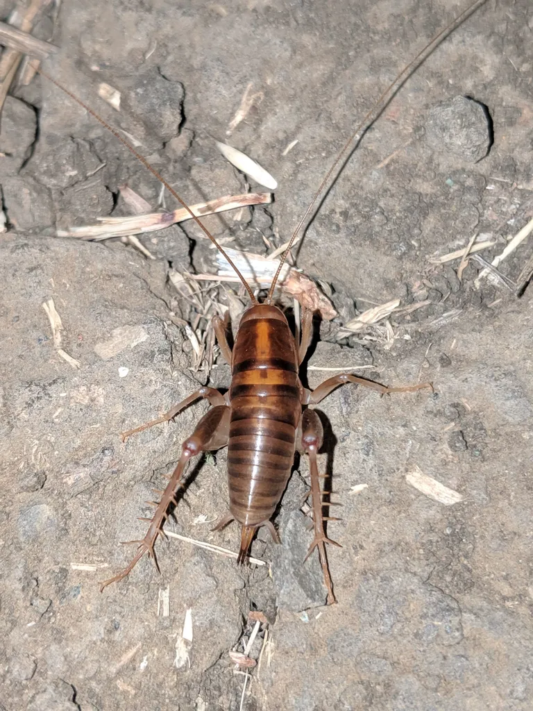 Spotted camel cricket from above on ground showing banded markings and long antennae