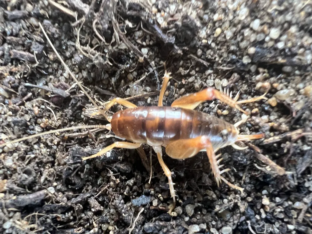 Spotted camel cricket on soil showing typical outdoor habitat and body coloring
