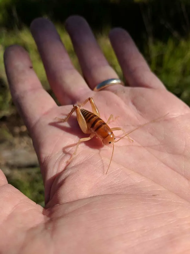 Spotted camel cricket on human hand showing size comparison relative to adult fingers