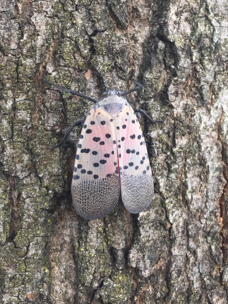 Adult spotted lanternfly resting on tree bark showing camouflaged appearance