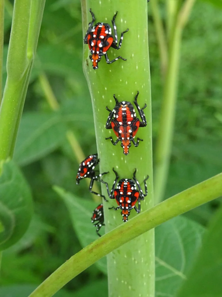 Fourth instar spotted lanternfly nymphs showing red coloration with white spots on plant stem