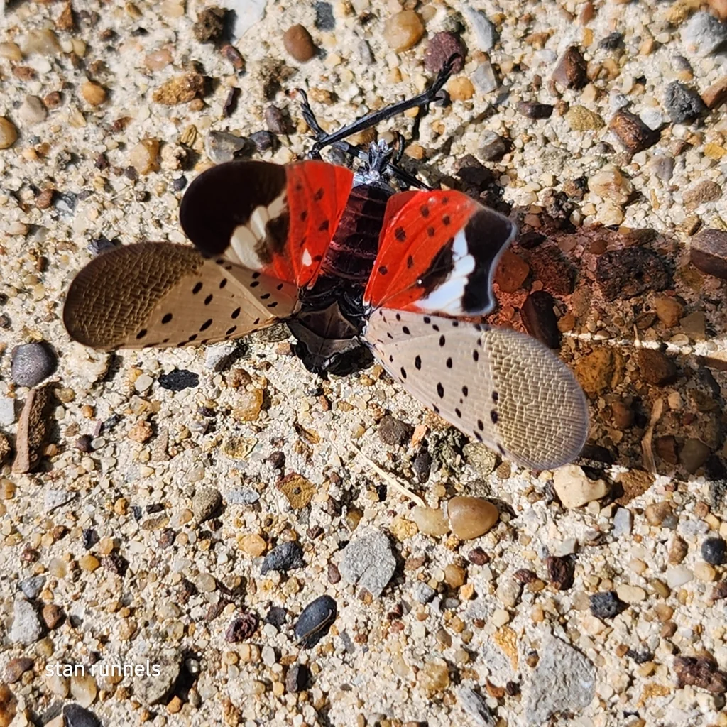 Spotted lanternfly with wings spread revealing bright red hindwings with black spots