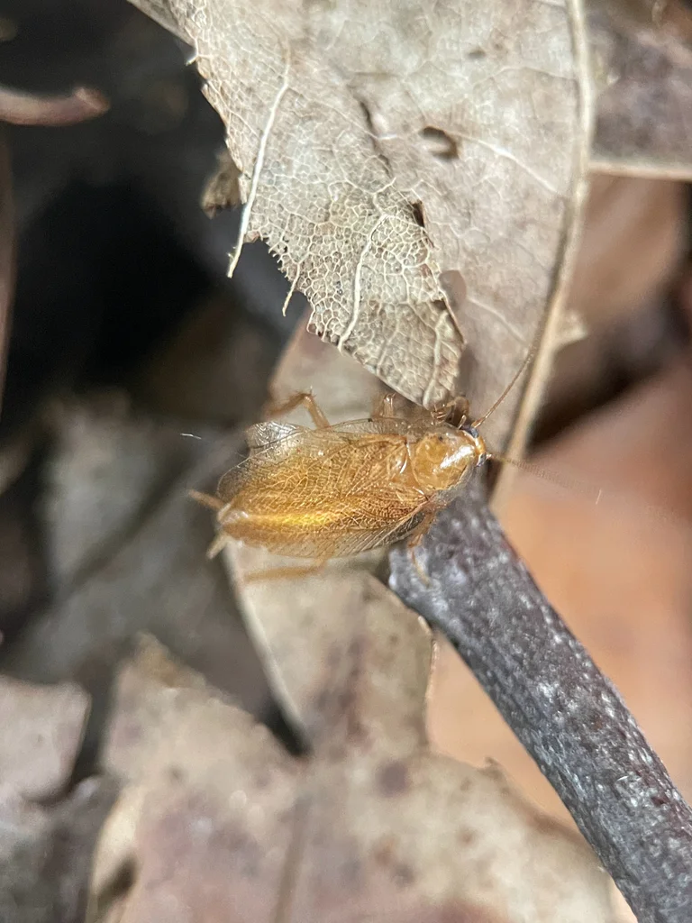 Spotted Mediterranean cockroach on leaf litter in its natural forest floor habitat