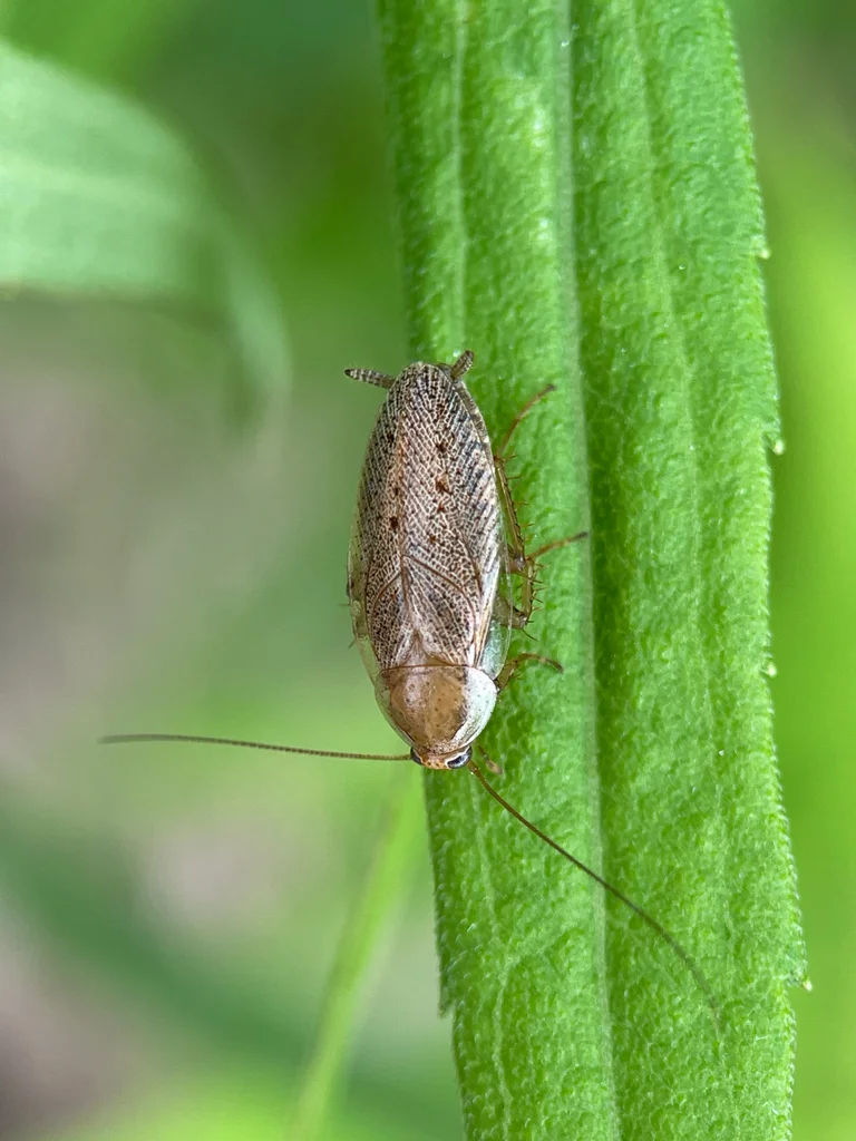 Spotted Mediterranean cockroach on a green leaf showing its natural outdoor habitat