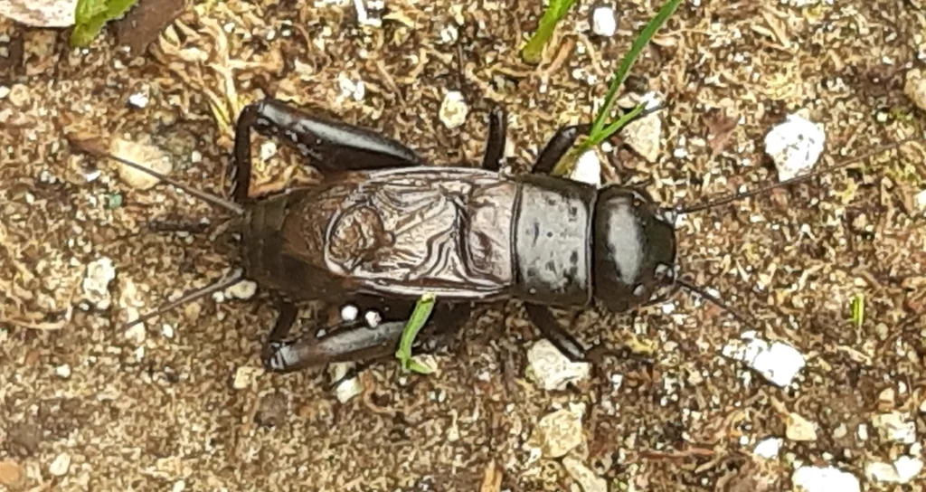 Spring field cricket on ground showing full body from above