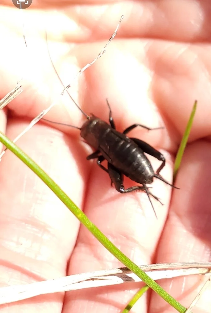 Spring field cricket held in hand showing size comparison