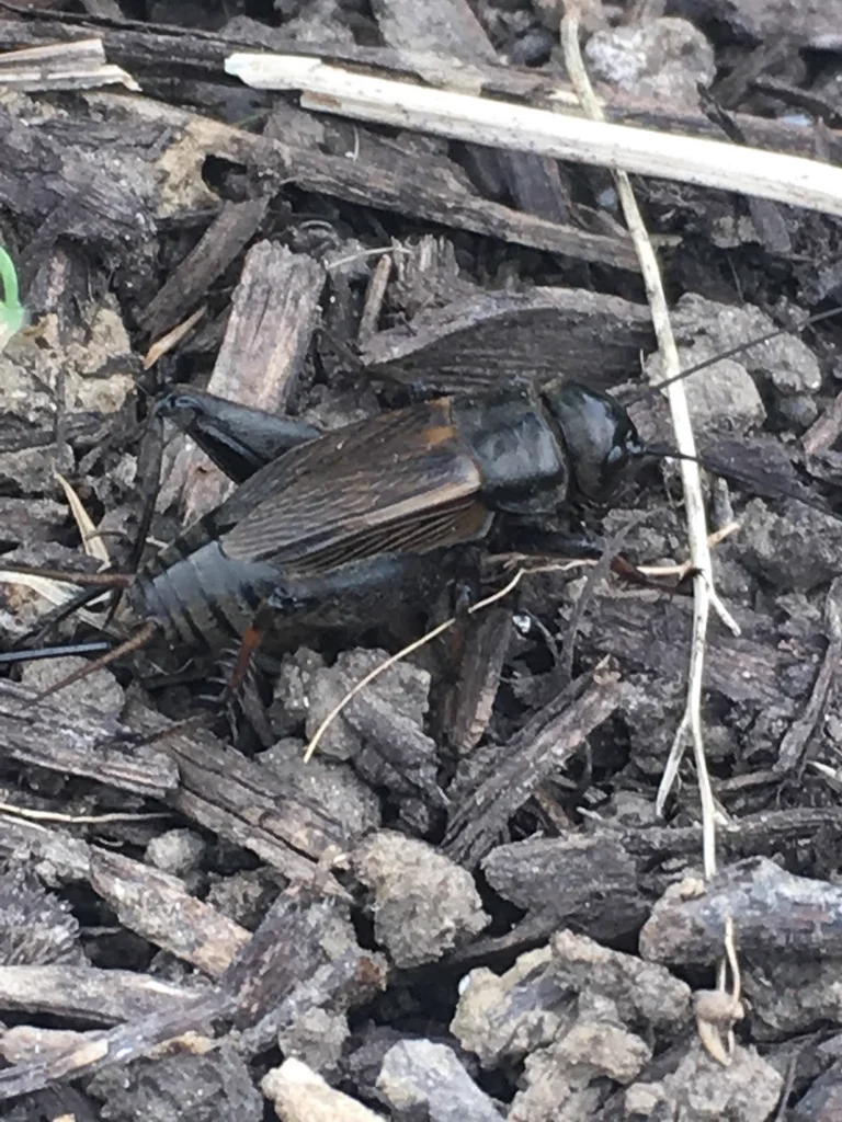 Spring field cricket on wood mulch in natural habitat