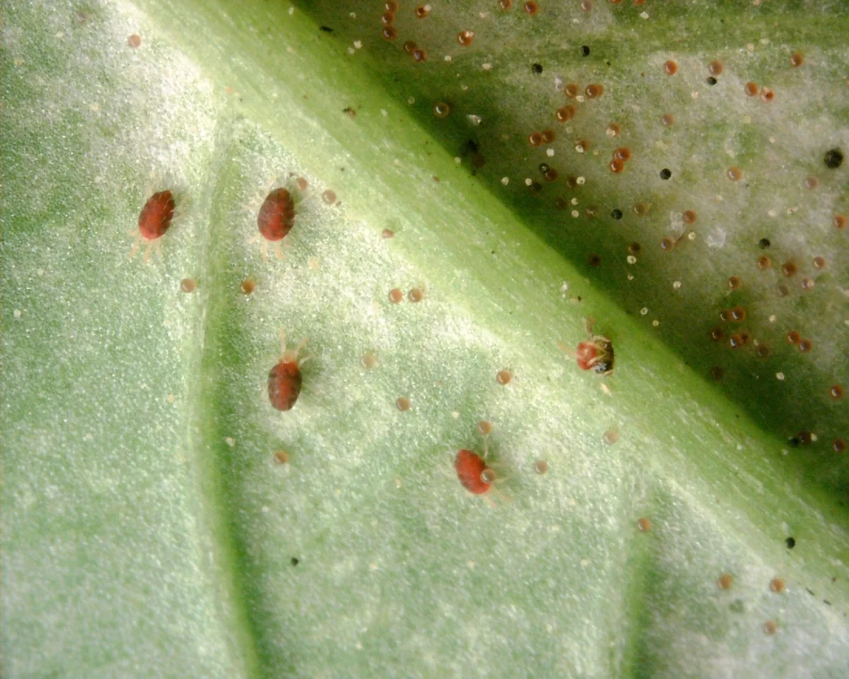 Multiple spruce spider mites and eggs visible on a leaf surface showing typical infestation pattern