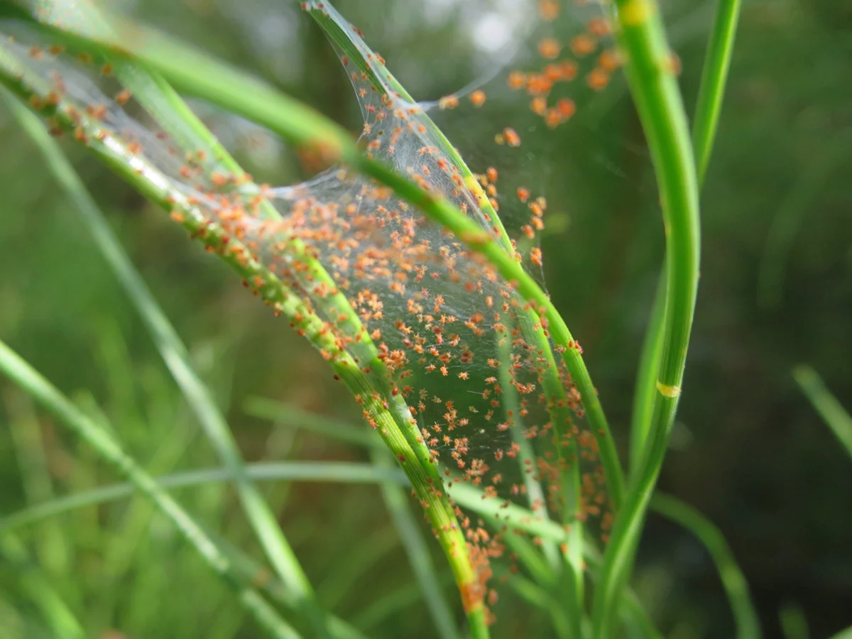 Conifer needles showing spider mite webbing and discoloration from feeding damage