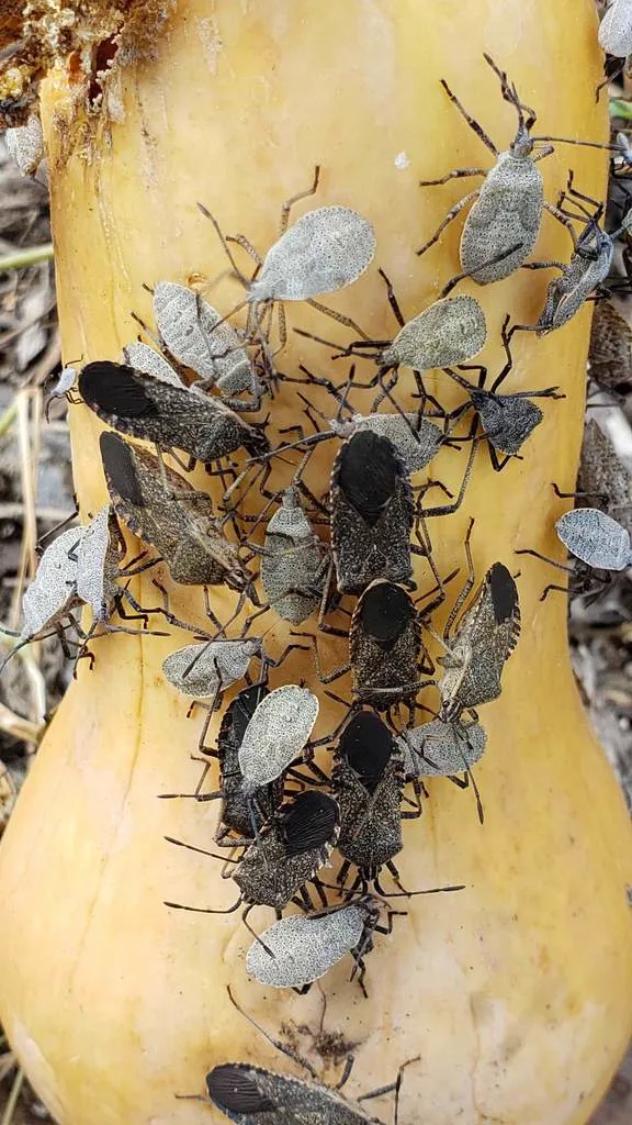 Multiple squash bugs aggregating on a squash fruit