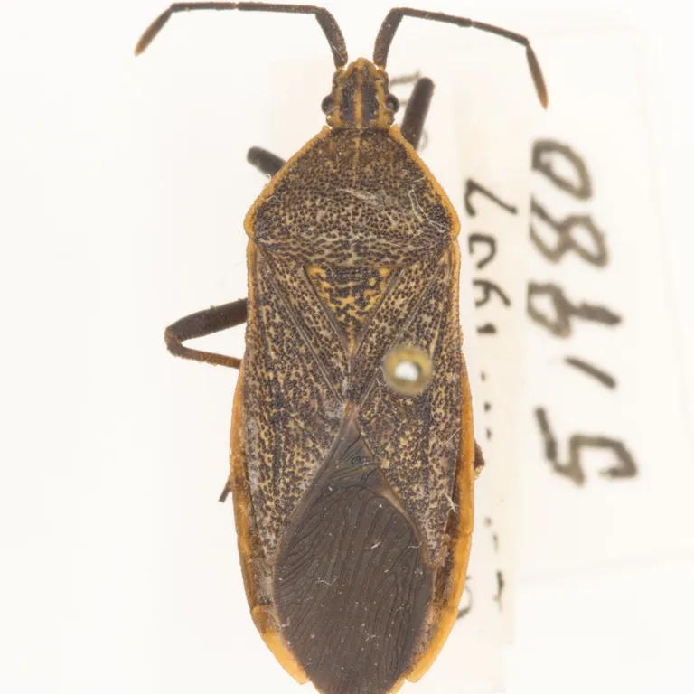 Top-down specimen view of an adult squash bug showing characteristic orange-banded edges