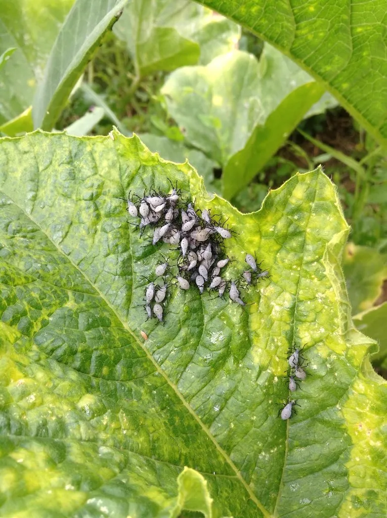 Cluster of squash bug nymphs gathered on a damaged squash leaf