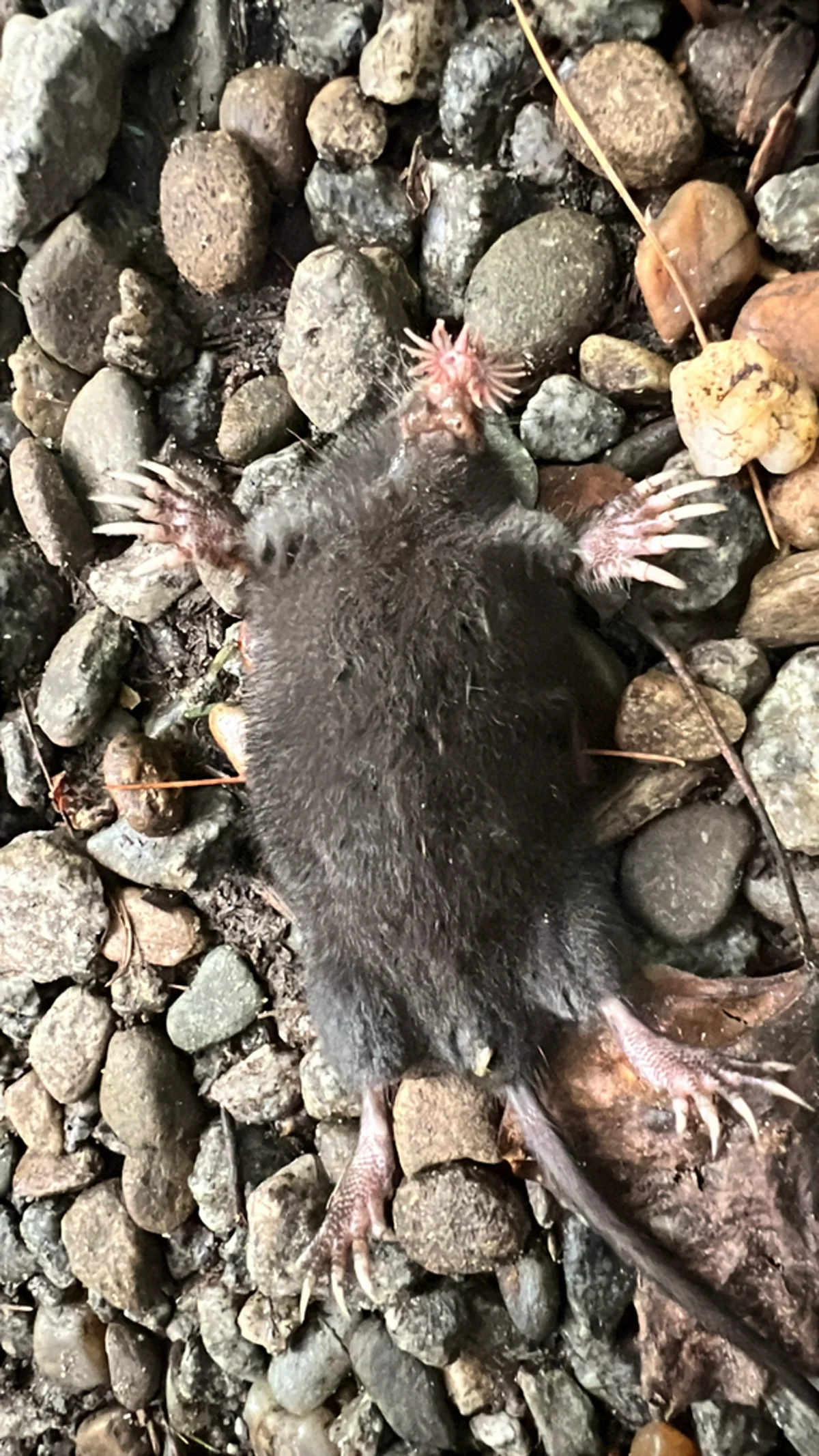 Star-nosed mole full body view showing dark fur and powerful front claws