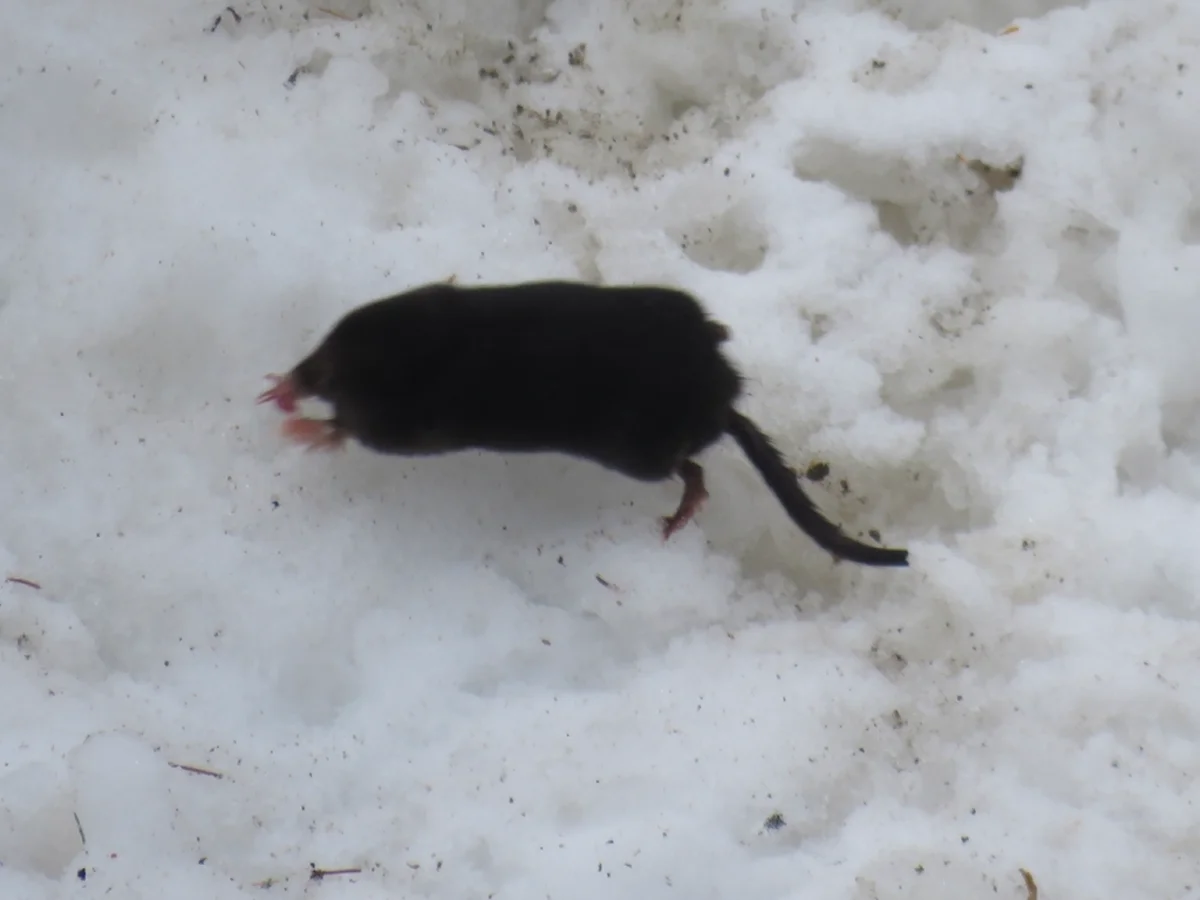 Star-nosed mole foraging in snow during winter