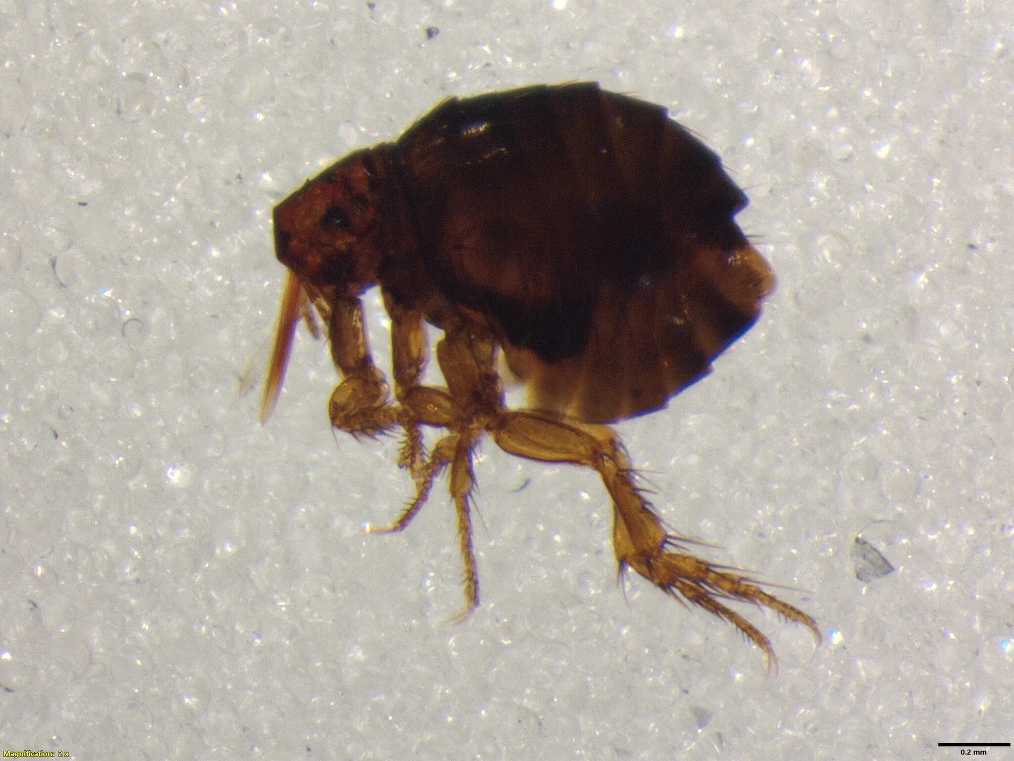 Microscopic view of a sticktight flea showing dark brown coloration