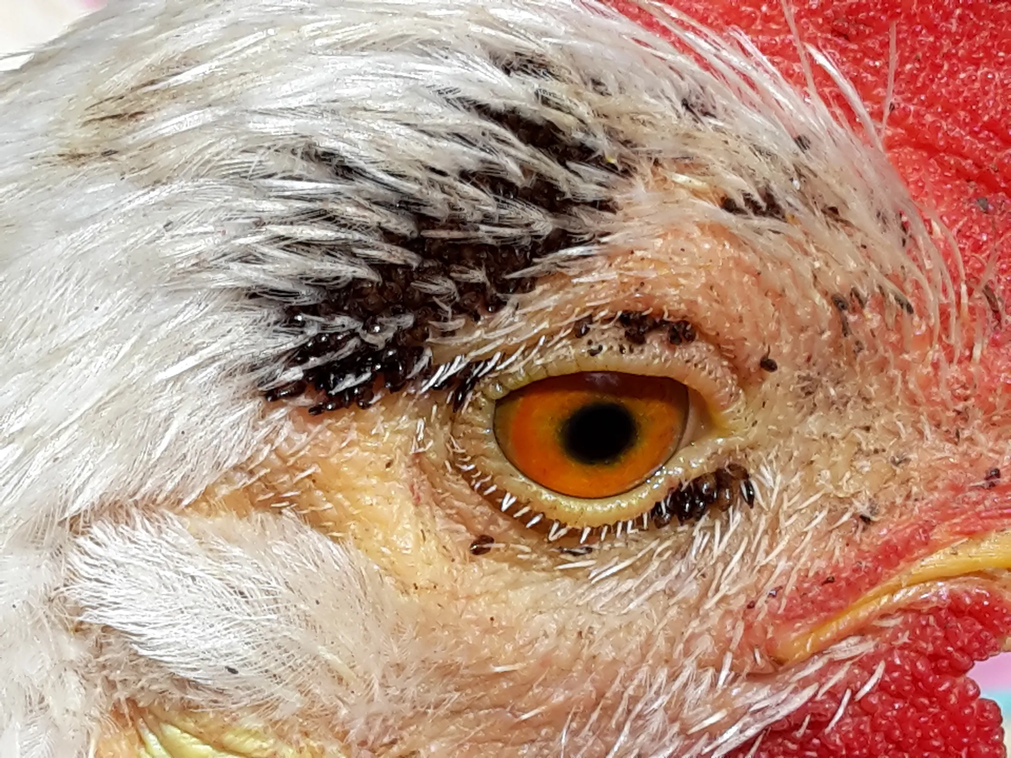 Sticktight fleas clustered around a chicken's eye demonstrating their characteristic attachment behavior